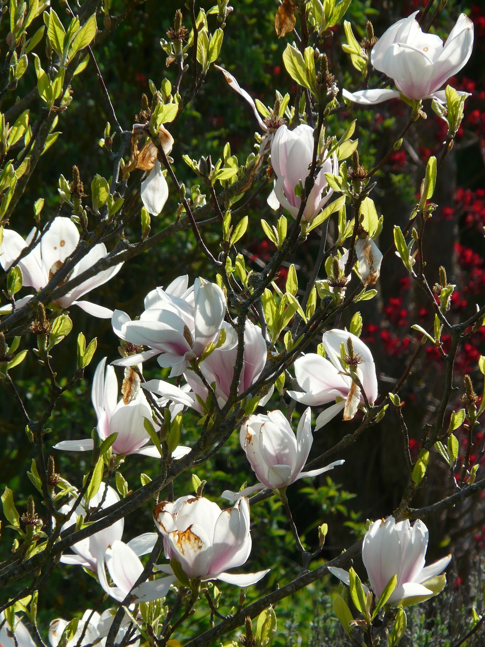 magnolia,tulip magnolia,tree,bush,flowers,bloom,white,back light,plant,ornamental plant,free pictures, free photos, free images, royalty free, free illustrations, public domain