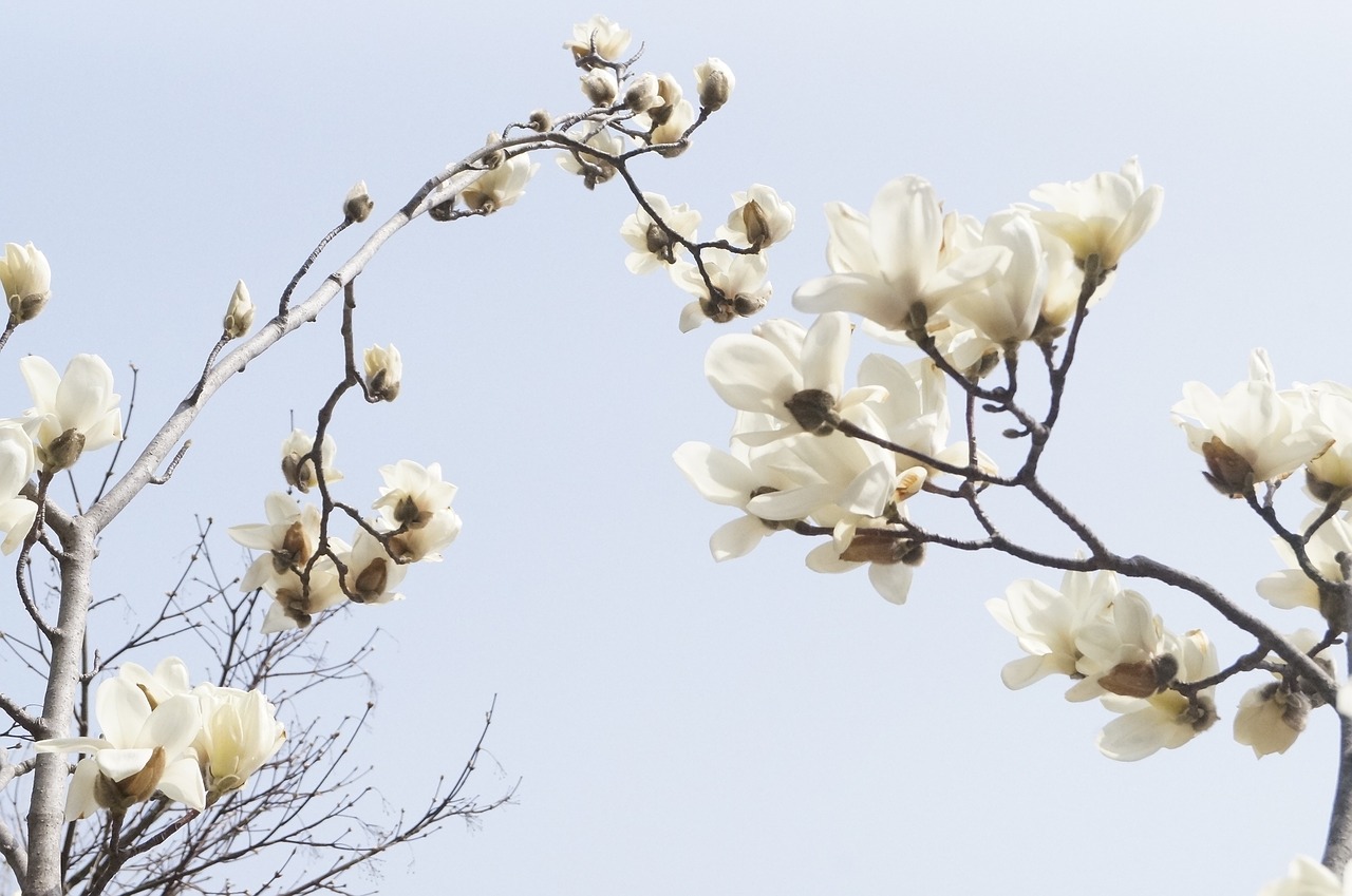 magnolia magnolia flower spring free photo