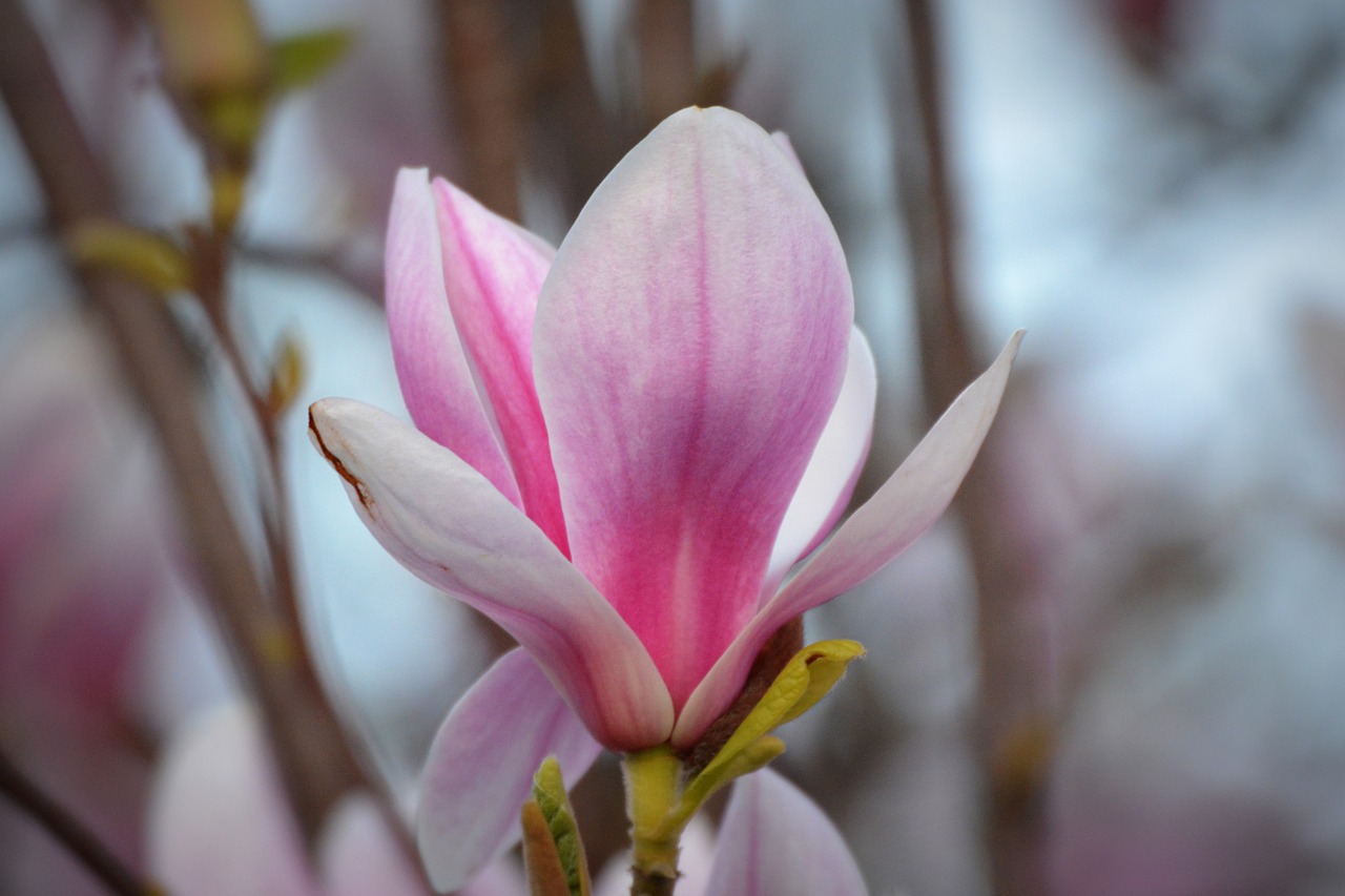 magnolia flower nature free photo