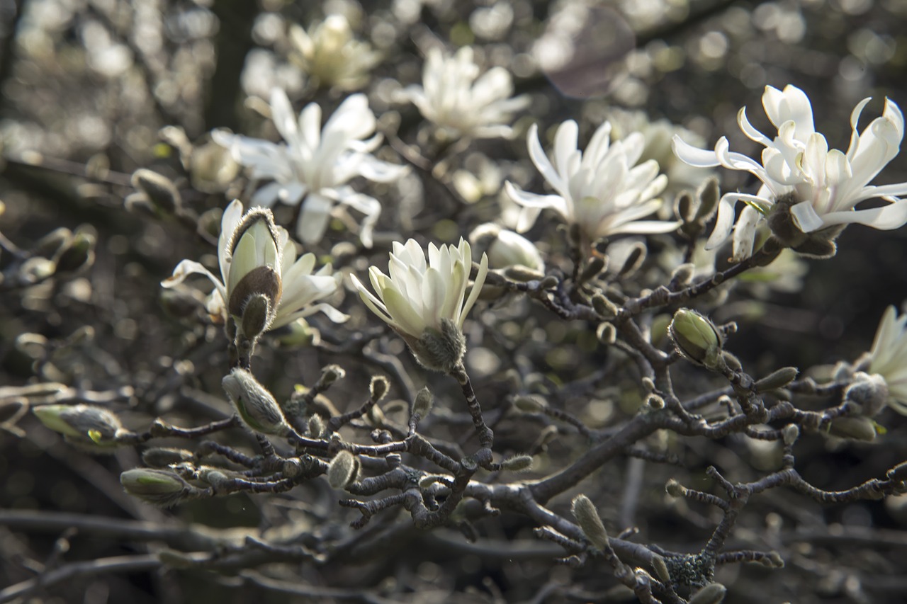 magnolia tree bloom free photo