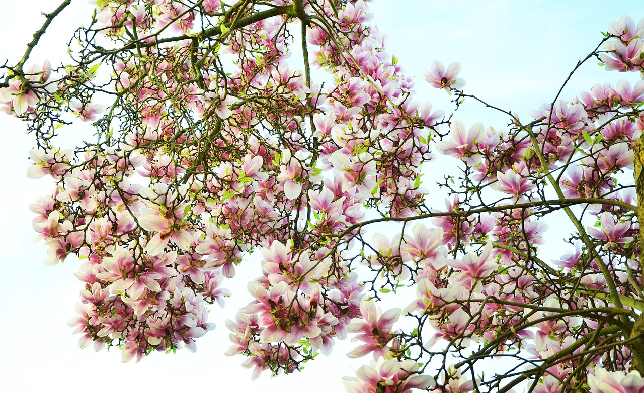 magnolia magnolia tree flowers free photo