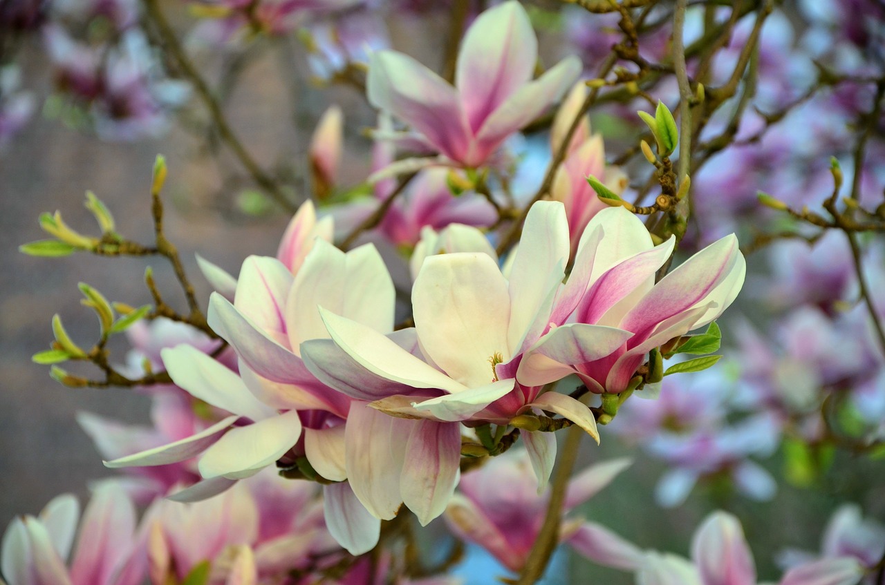 magnolia magnolia tree flowers free photo