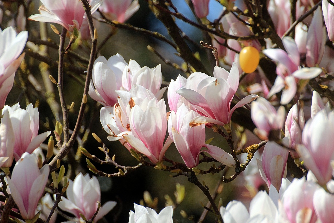 magnolia tulip tree spring free photo