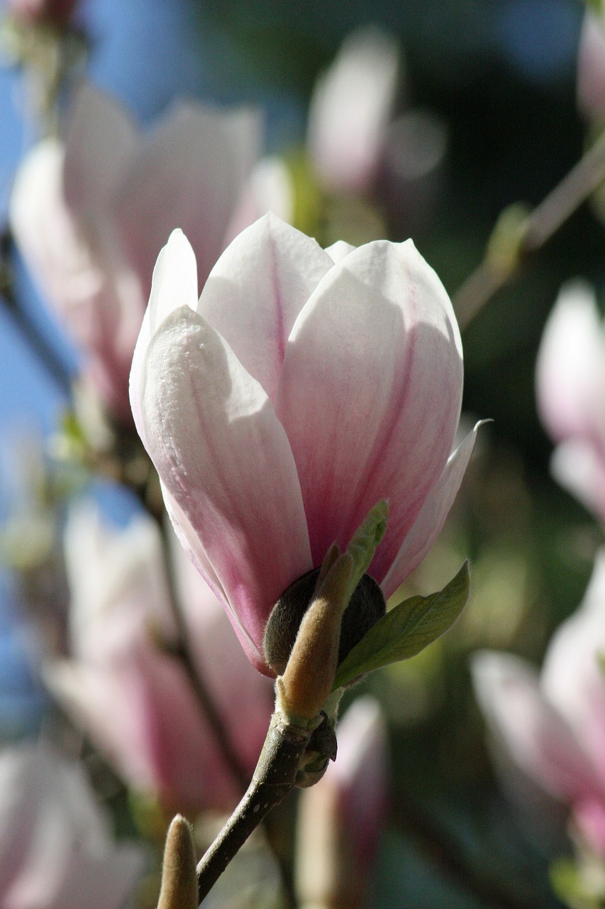 magnolia flower pink free photo