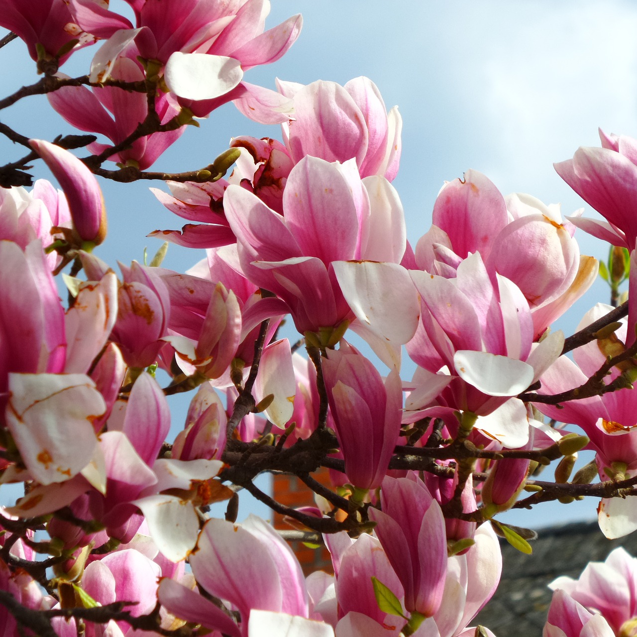 magnolia flower spring free photo