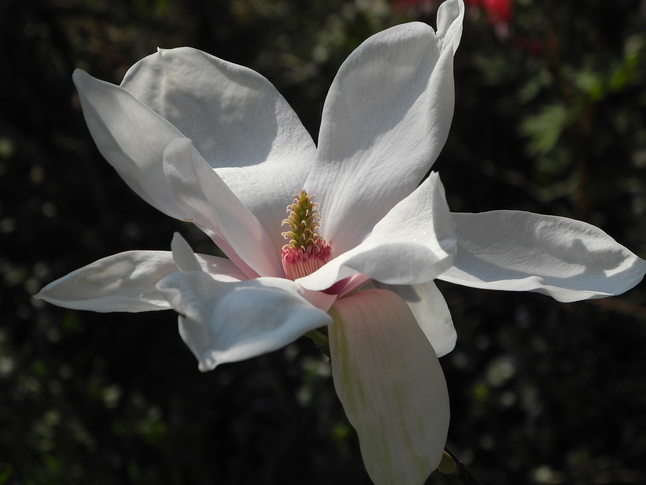 magnolia blossom bloom free photo