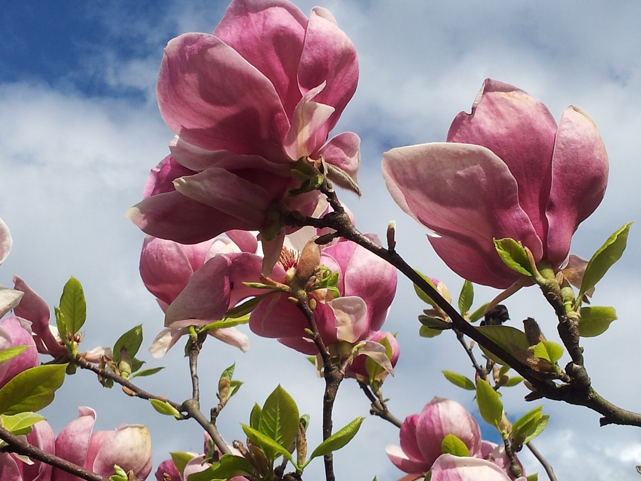 magnolia heaven flower free photo