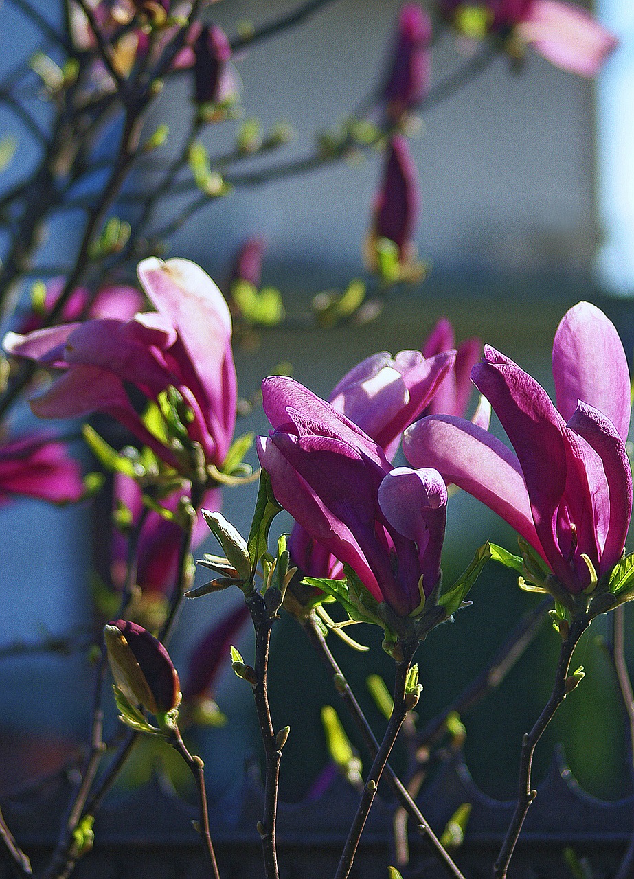 magnolia flower magnolia flower free photo