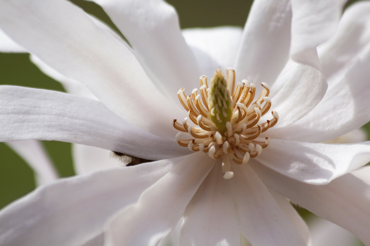 magnolia blossom bloom free photo