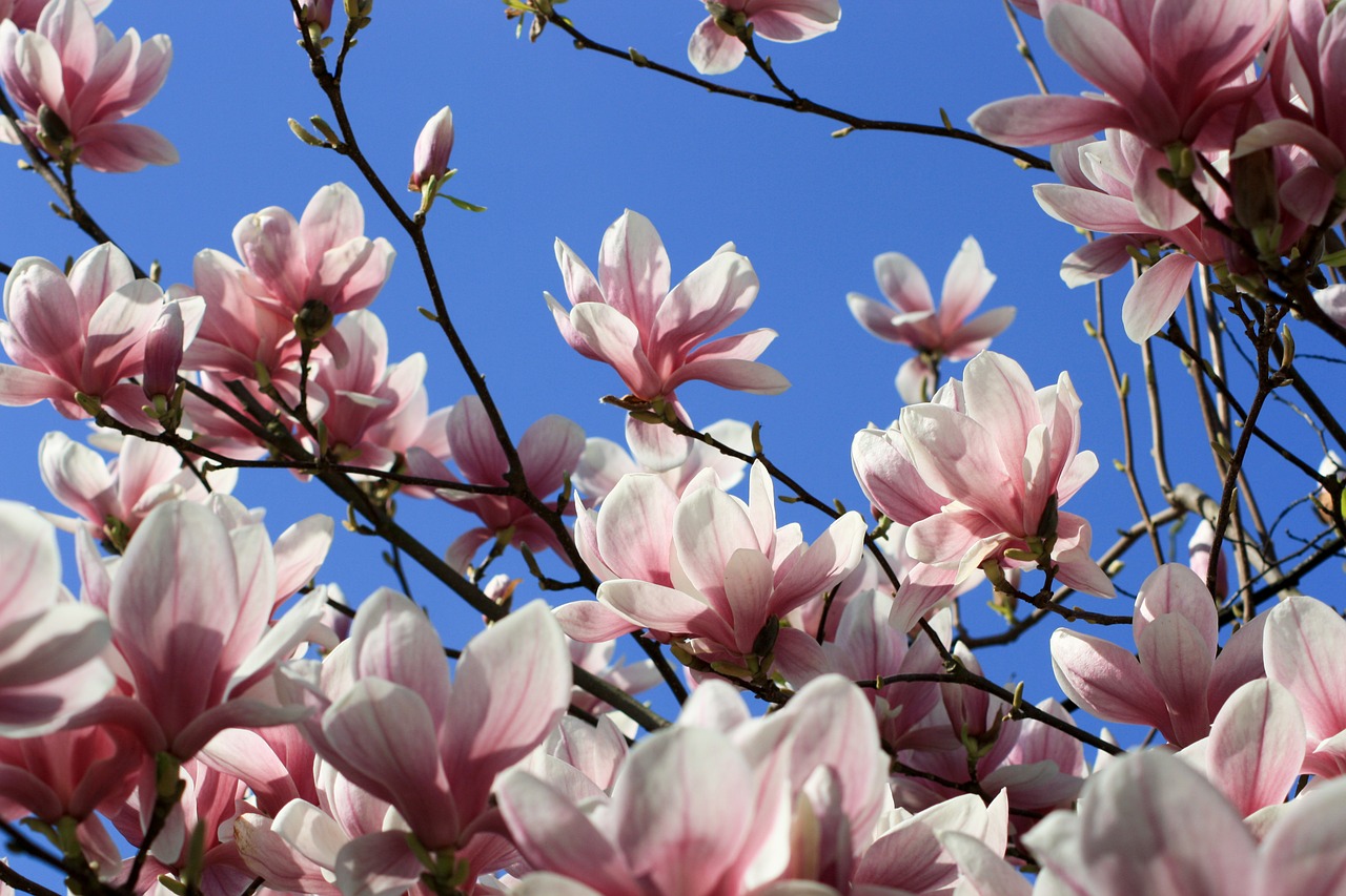 magnolia blossom bloom free photo