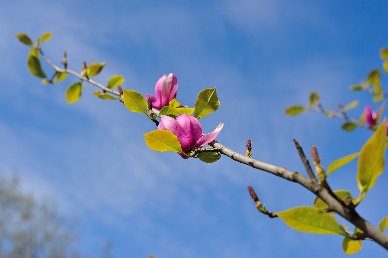 magnolia flowers kiev free photo