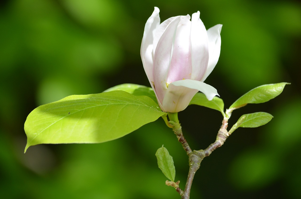 magnolia harmony pink free photo