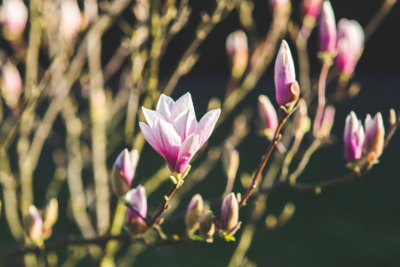 magnolia flower flowers free photo