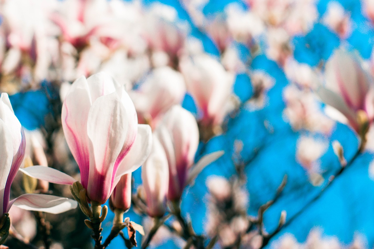 magnolia spring blossom free photo