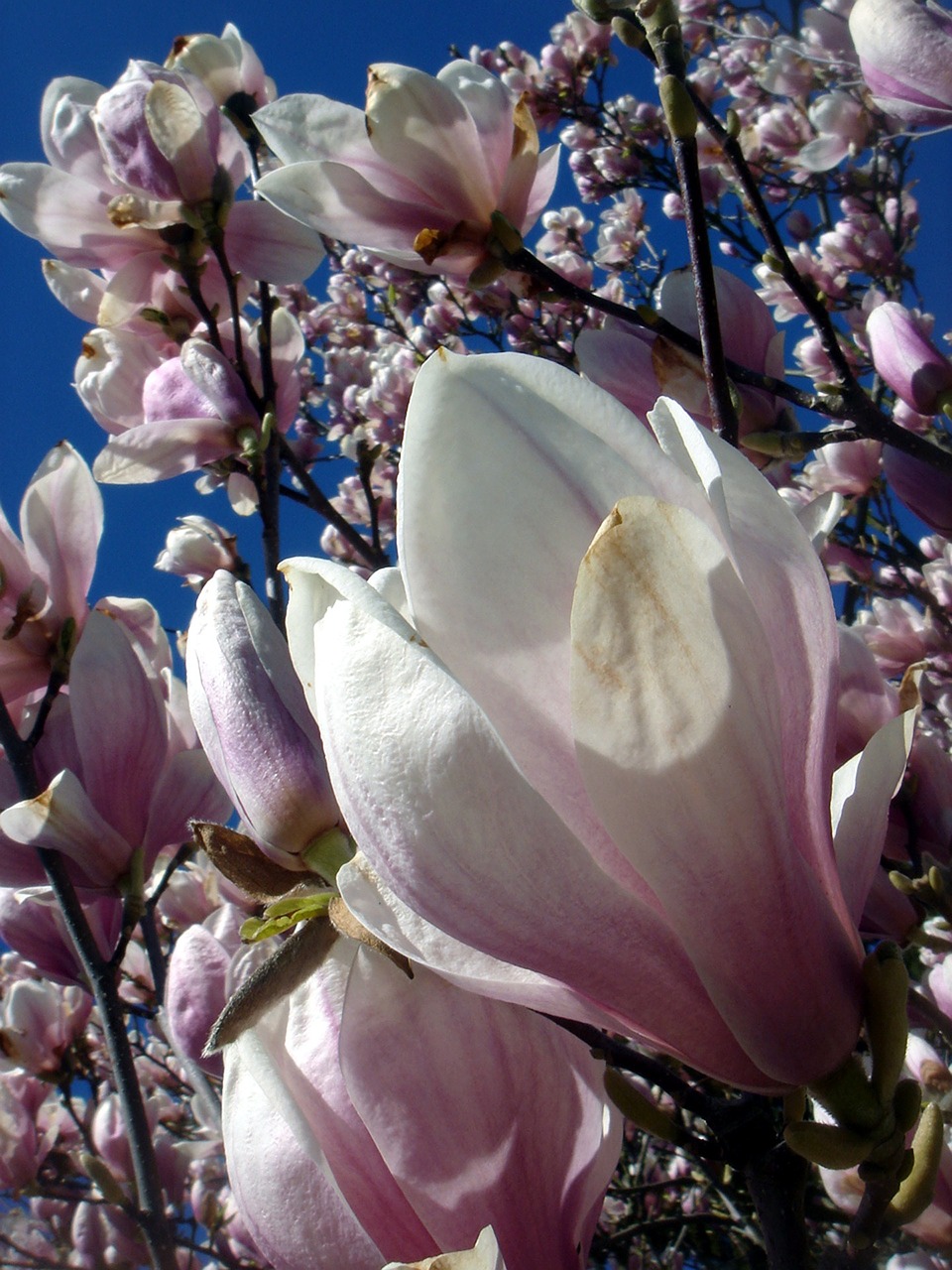 magnolia ornamental tree free photo