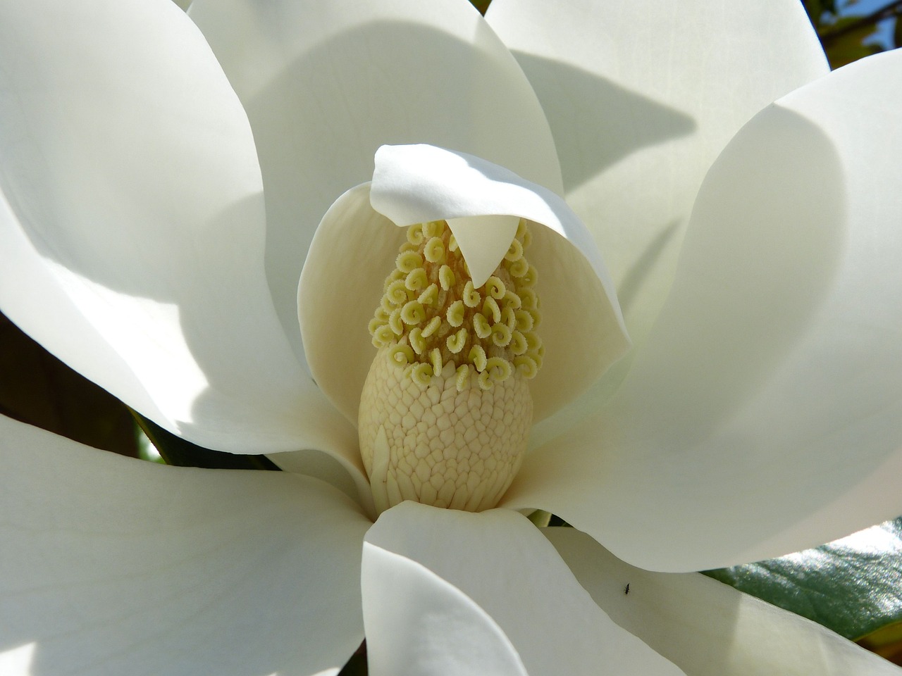 magnolia mediterranean flower free photo