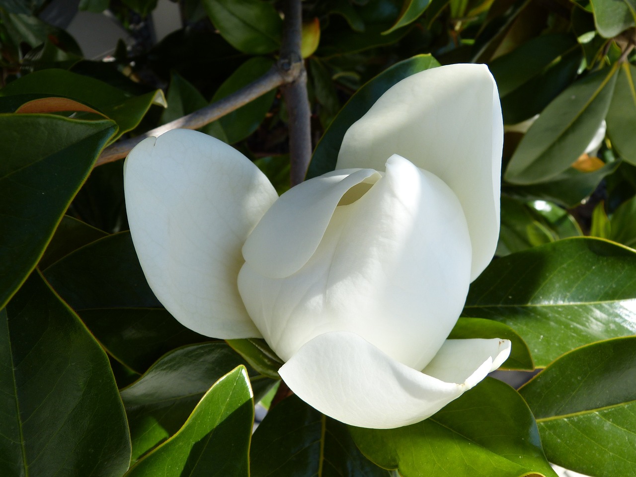 magnolia mediterranean flower free photo