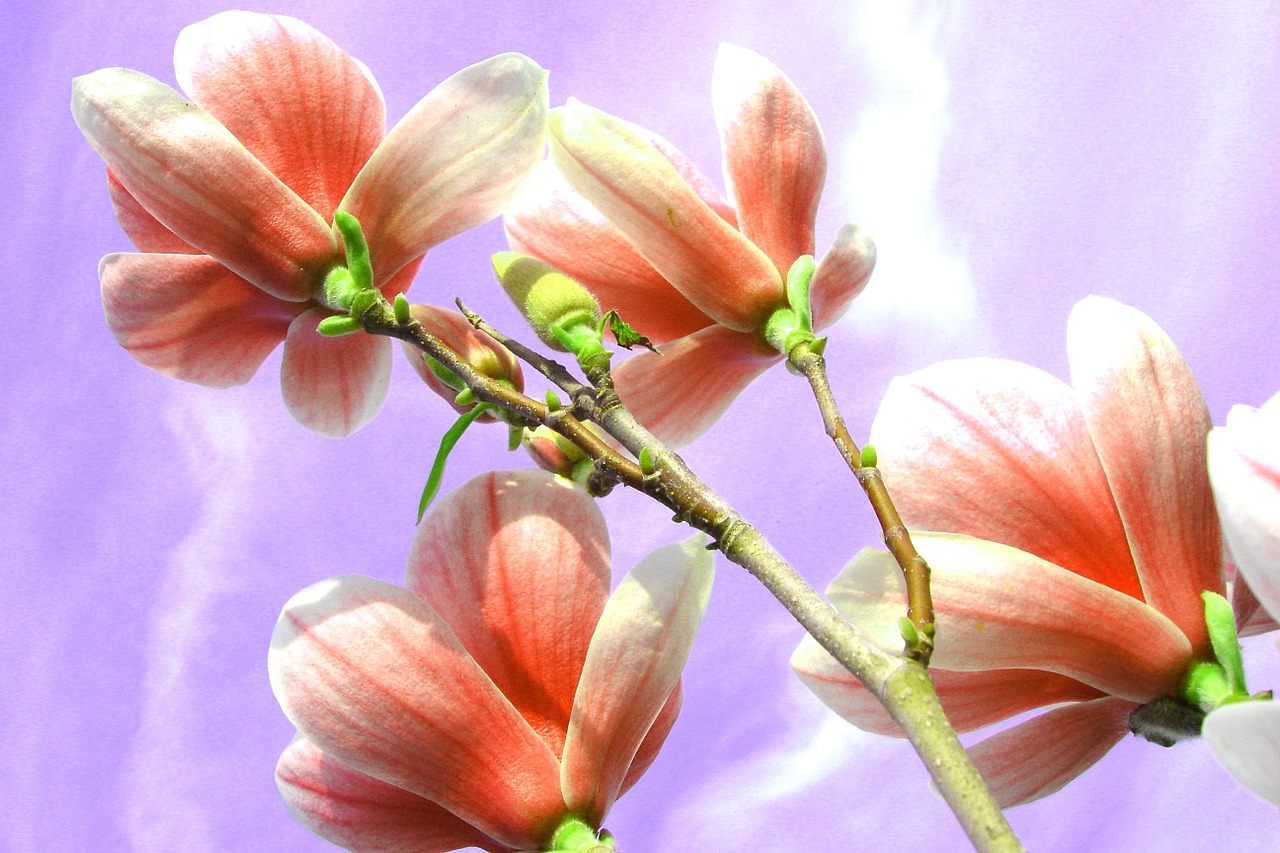 magnolia flower nature free photo