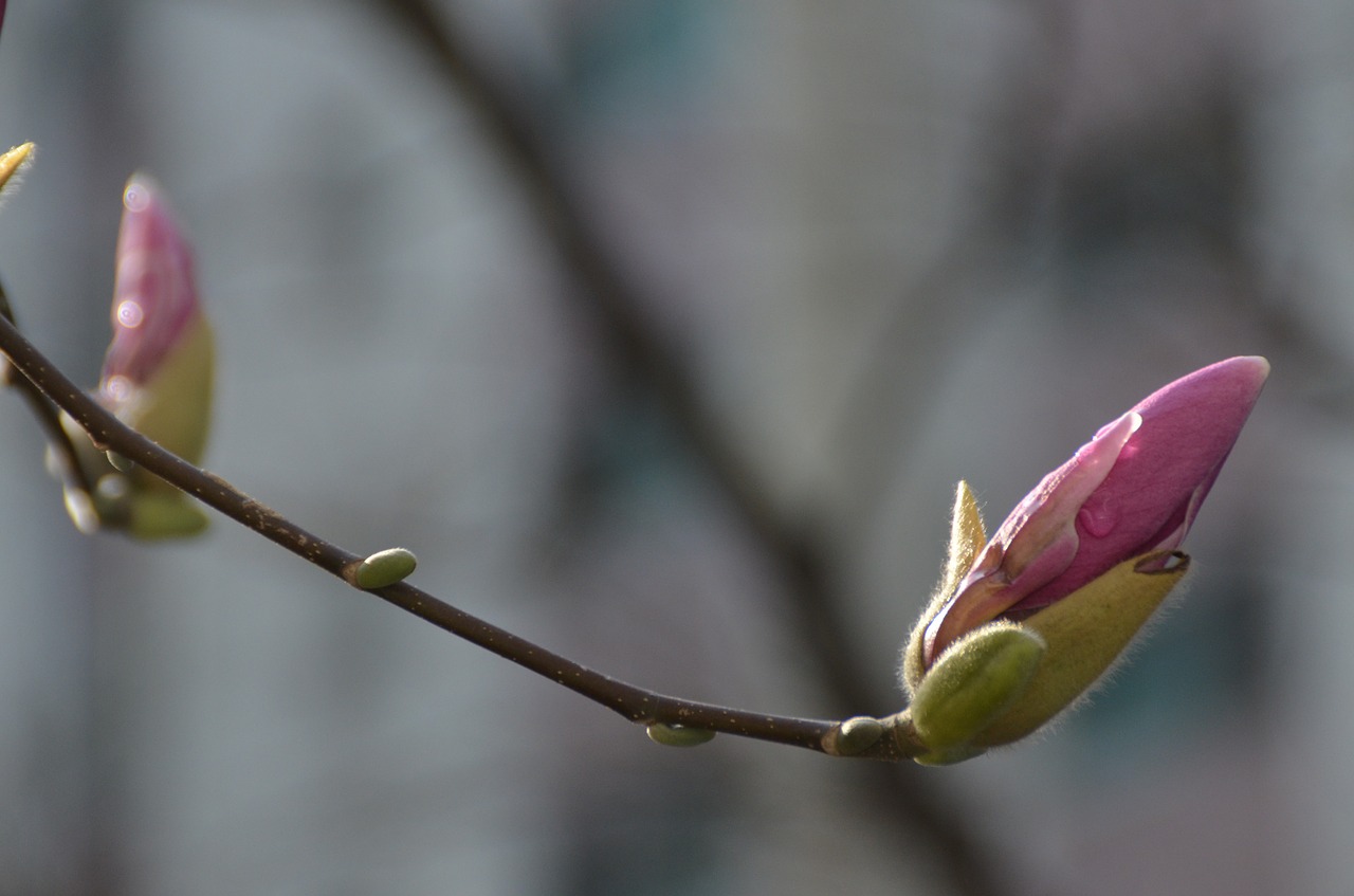 magnolia plants flowers free photo