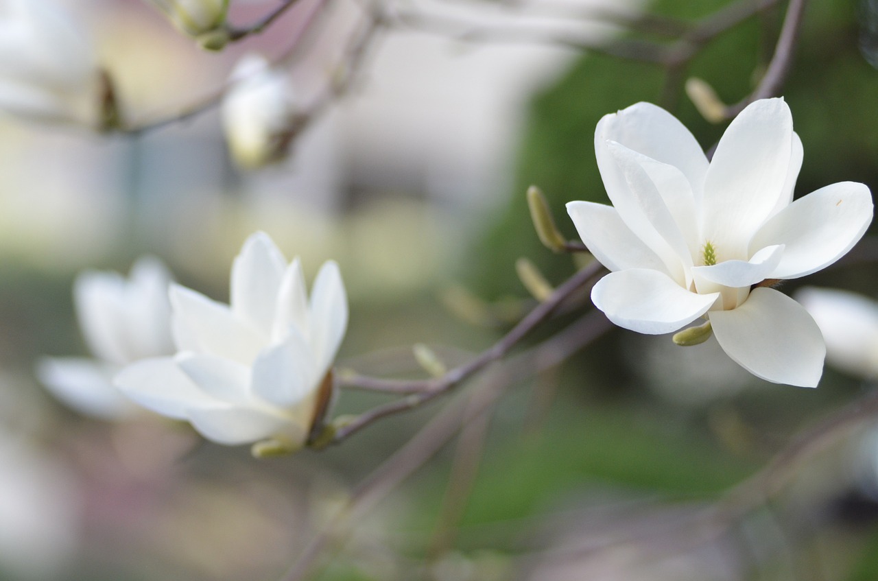 magnolia plants flowers free photo