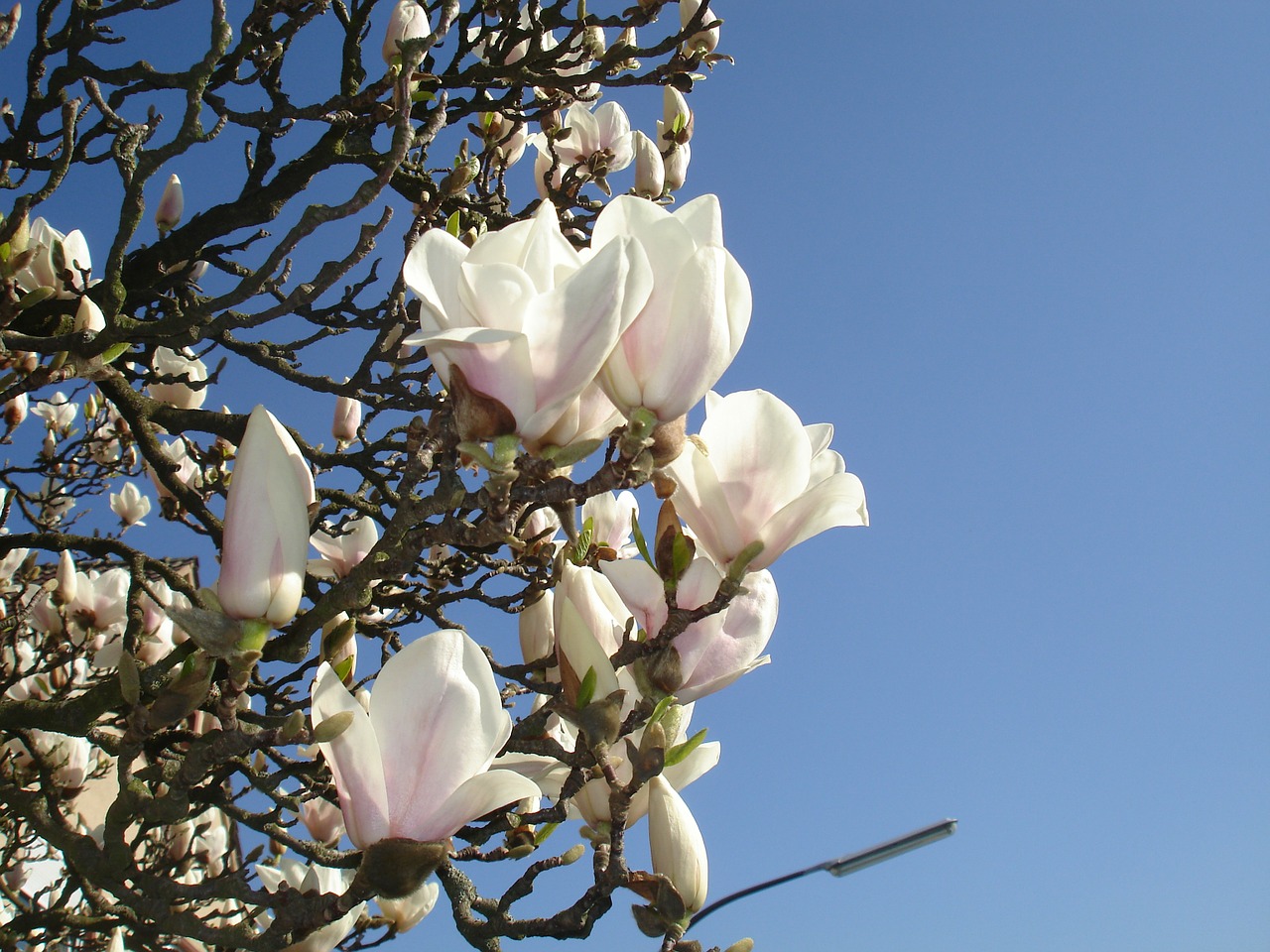 magnolia frühlingsblüher flowers free photo