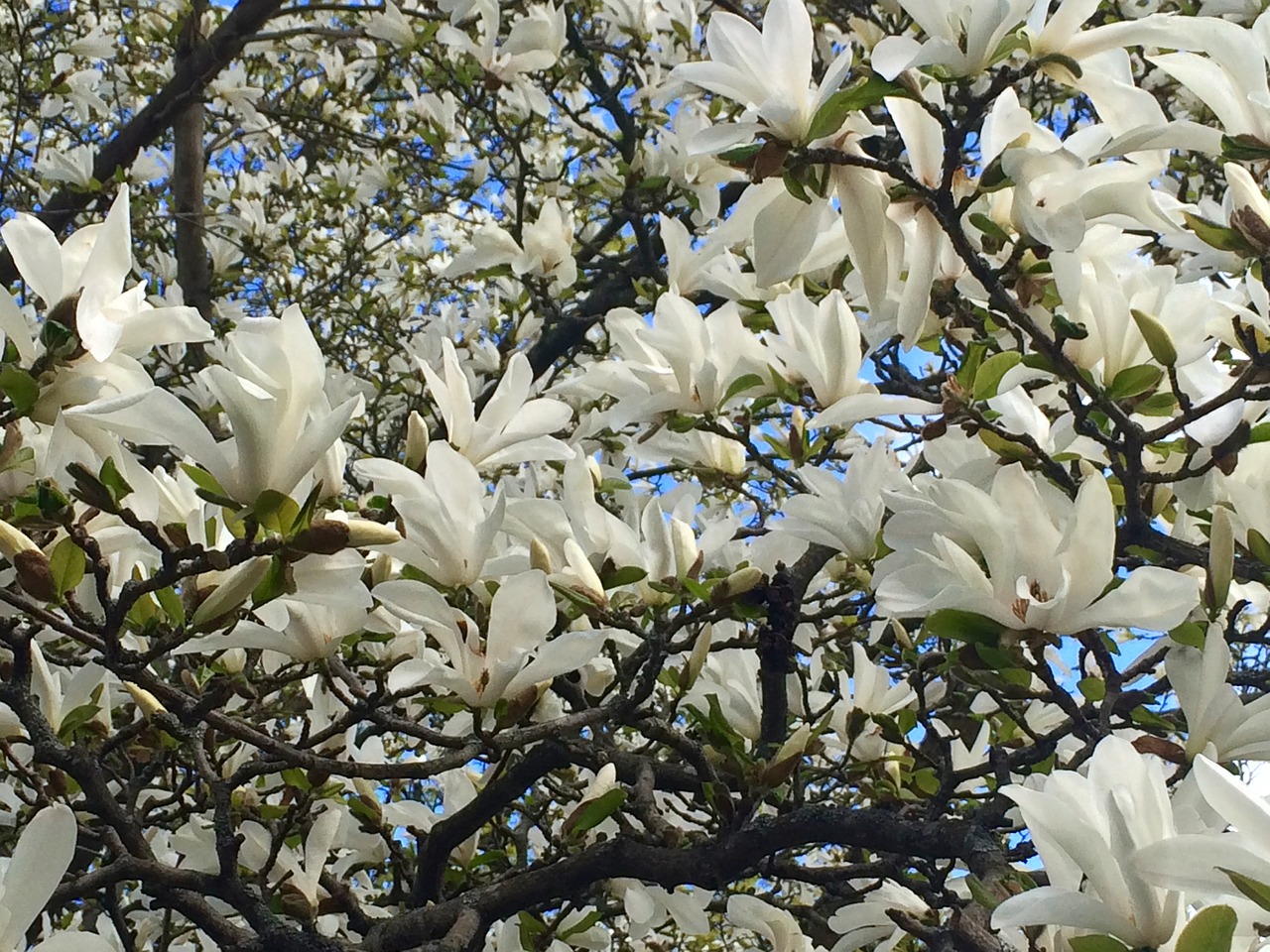 magnolia tree flower free photo