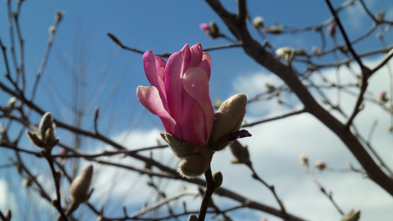 magnolia pink flower free photo