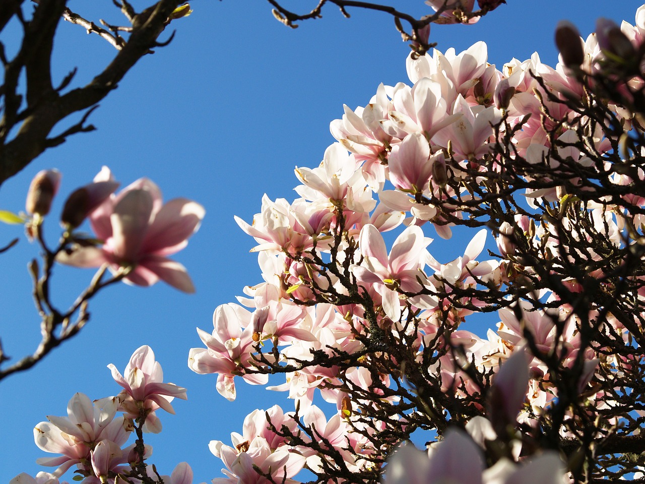magnolia flowers himmel free photo
