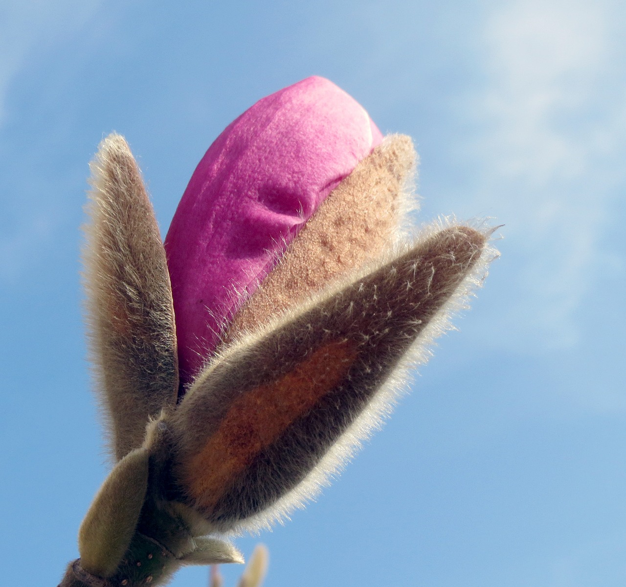 magnolia bud spring free photo