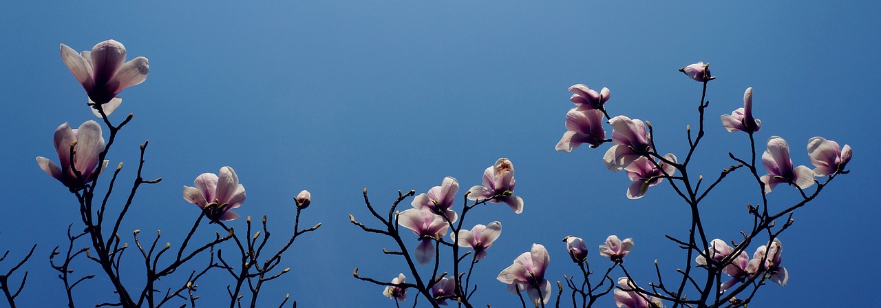 magnolia hangzhou prince bay free photo