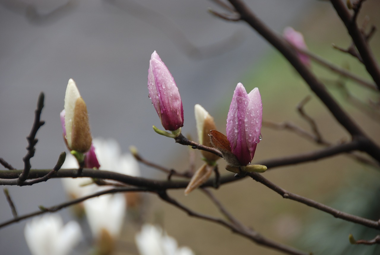 magnolia rain king flower free photo