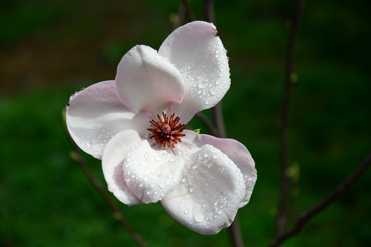 magnolia white flower petals free photo