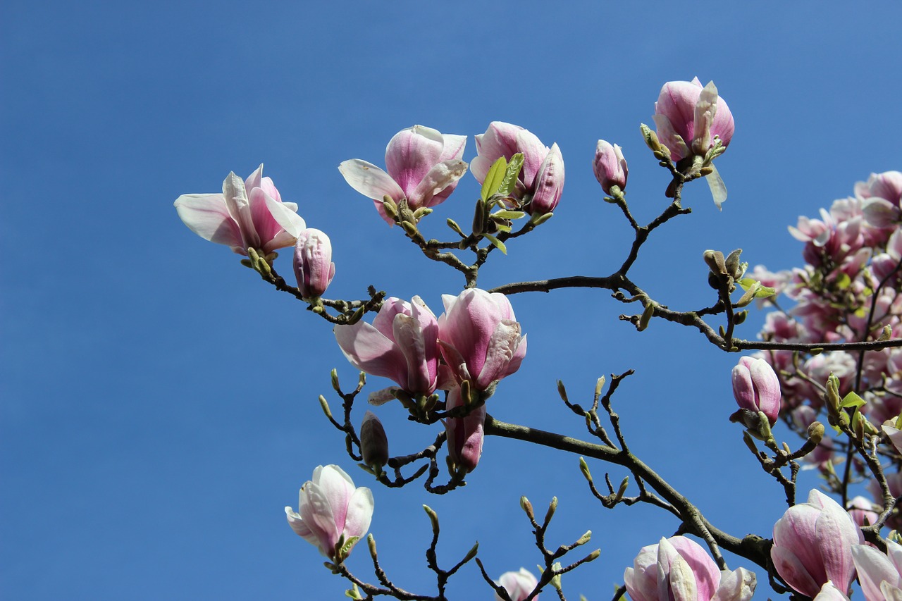 magnolia blossom tulip magnolia branch free photo