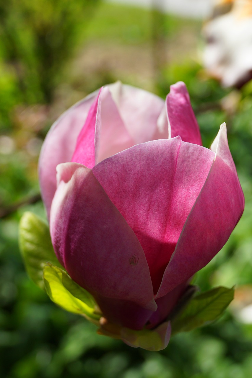 magnolia blossom close nature free photo