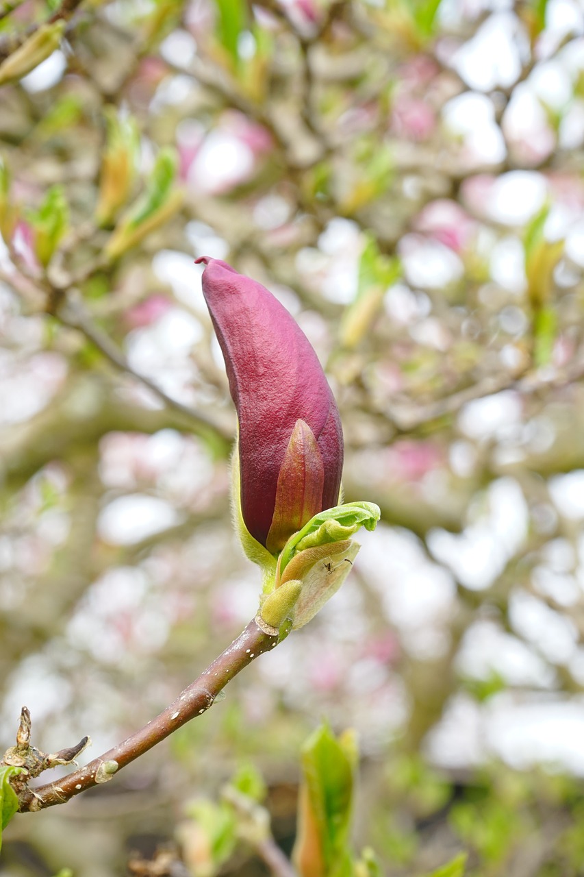 magnolia blossom closed magnolia free photo