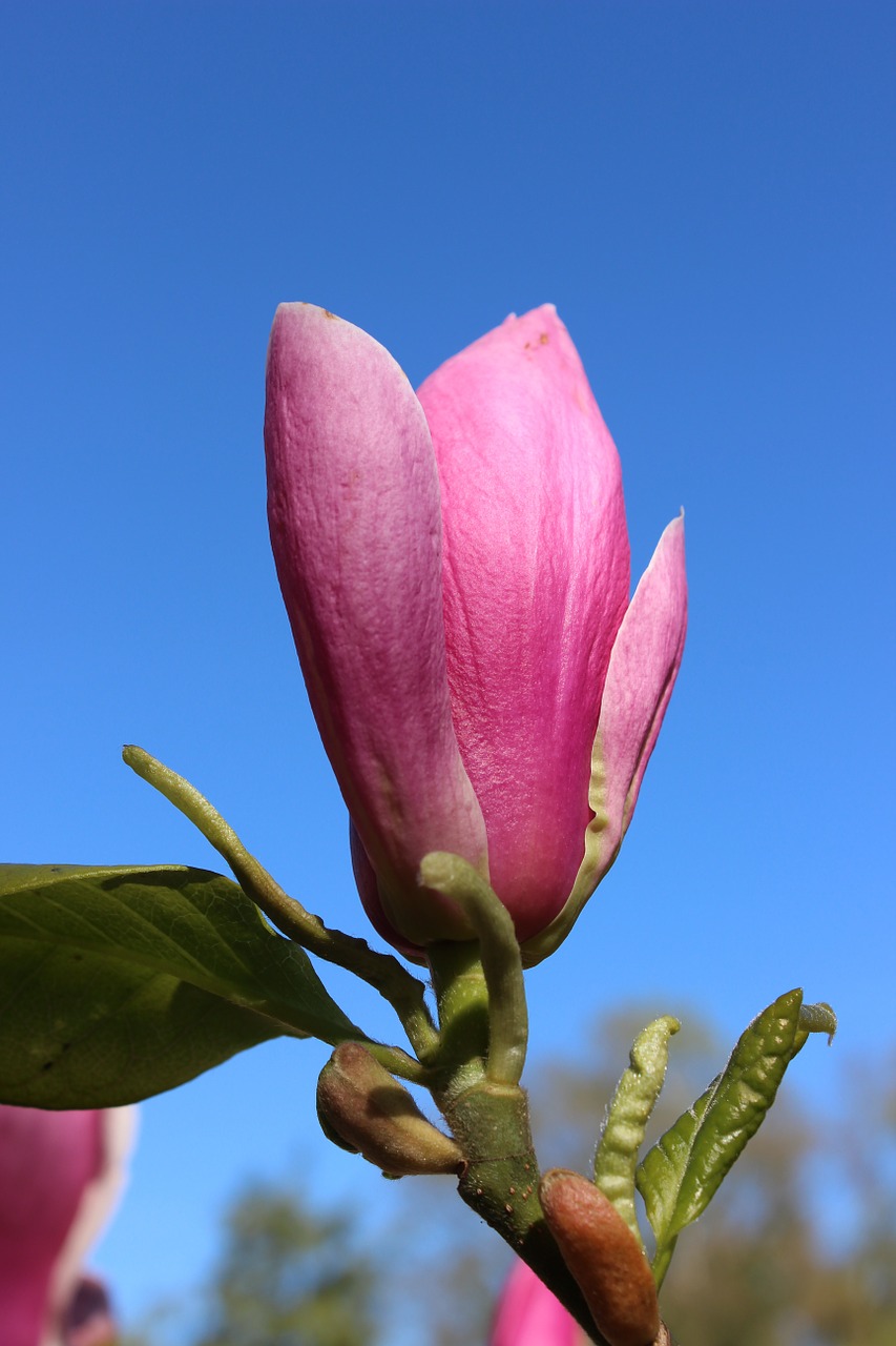 magnolia blossom magnolia flowers free photo