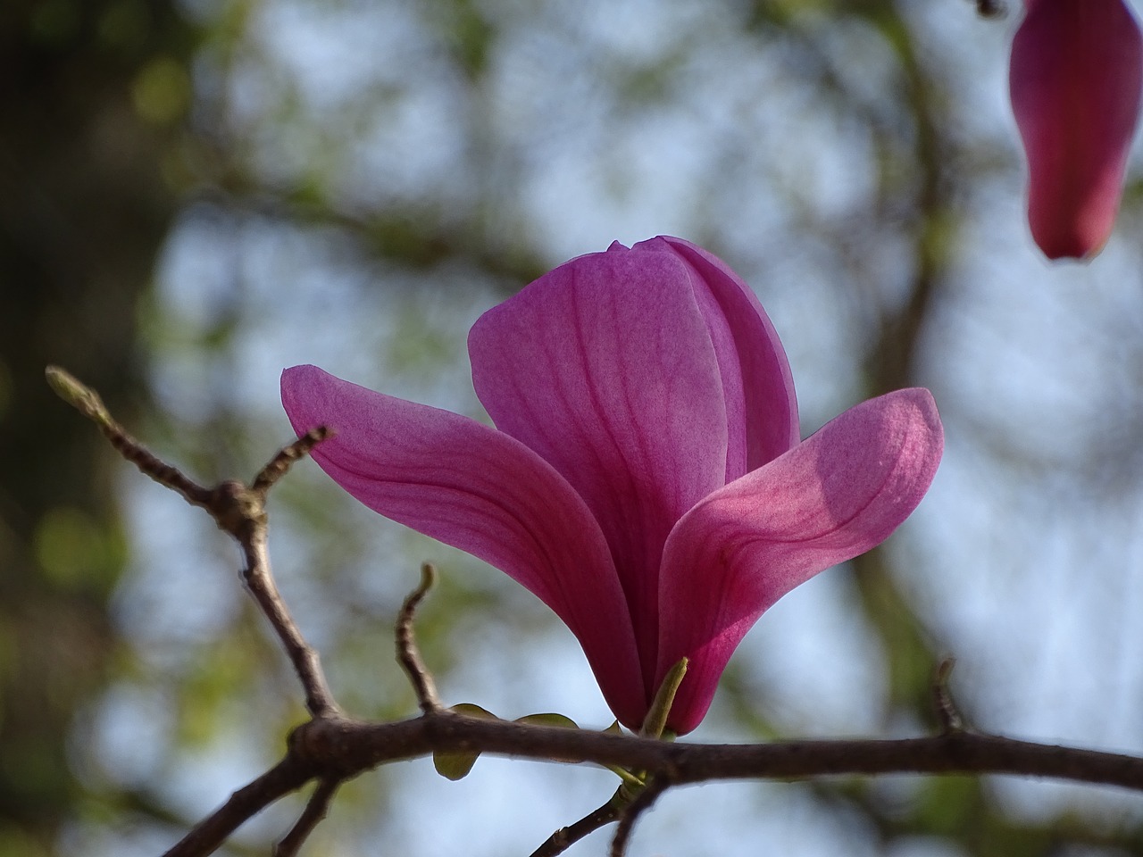 magnolia blossom  blossom  bloom free photo