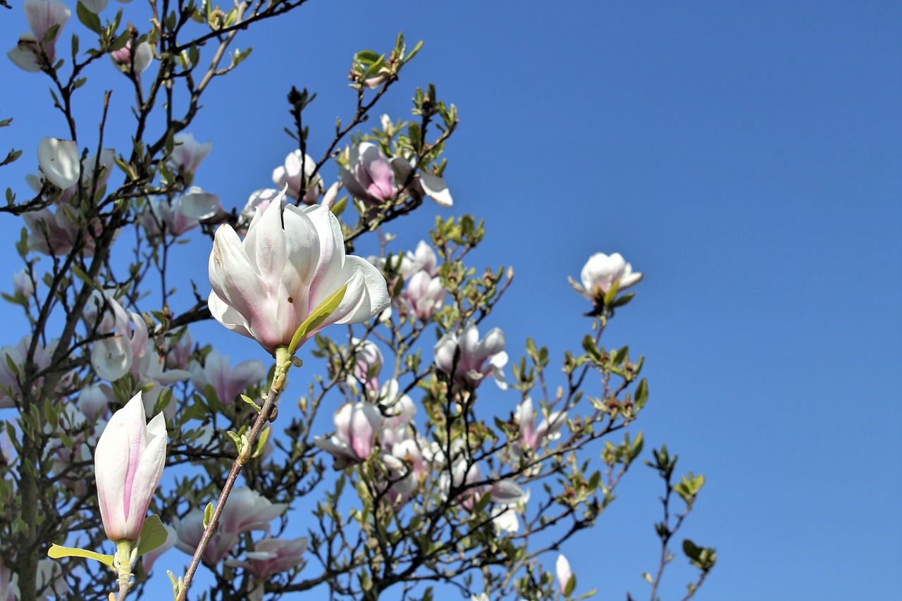 magnolia blossom nature spring free photo