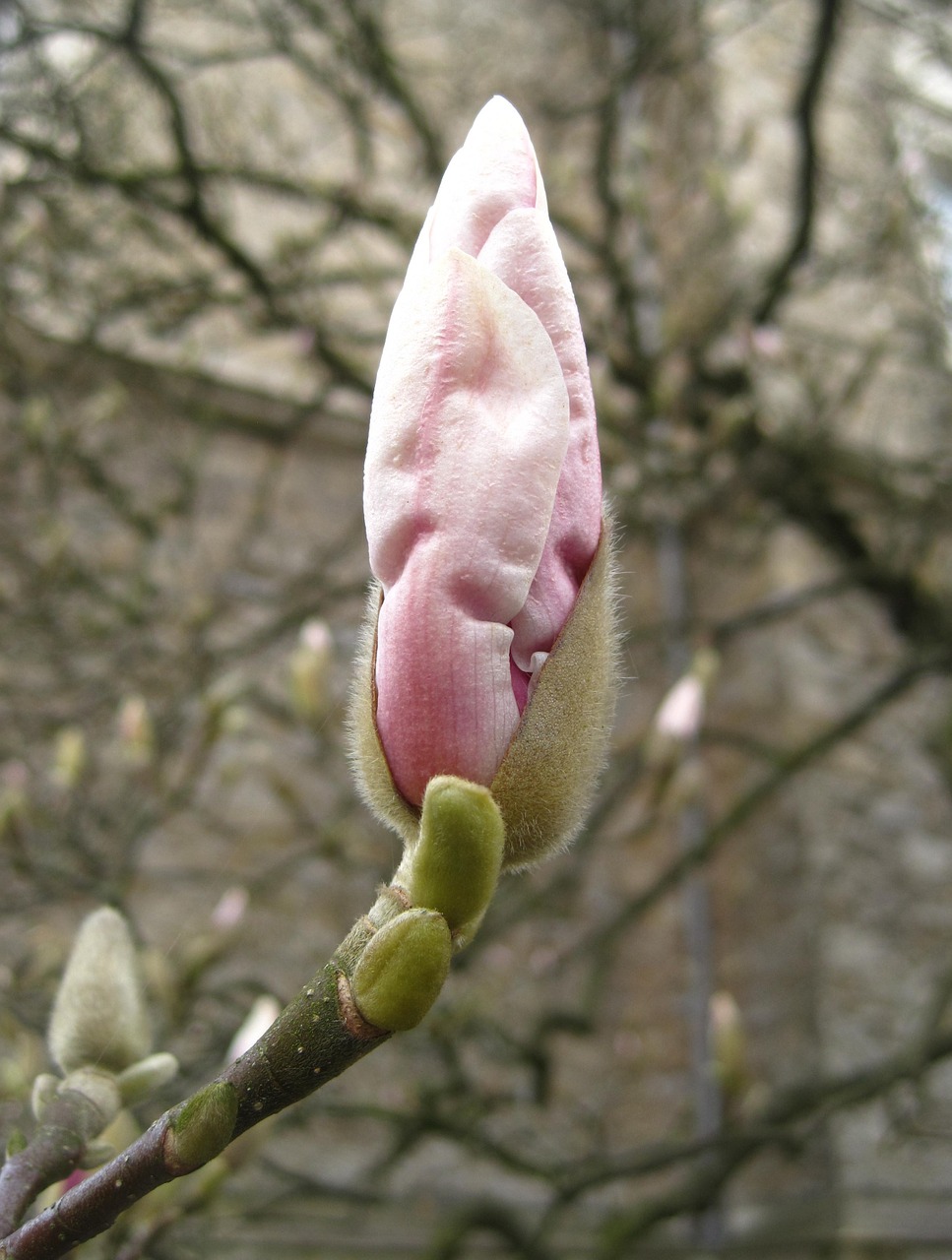 magnolia bud frühlingsanfang bud free photo