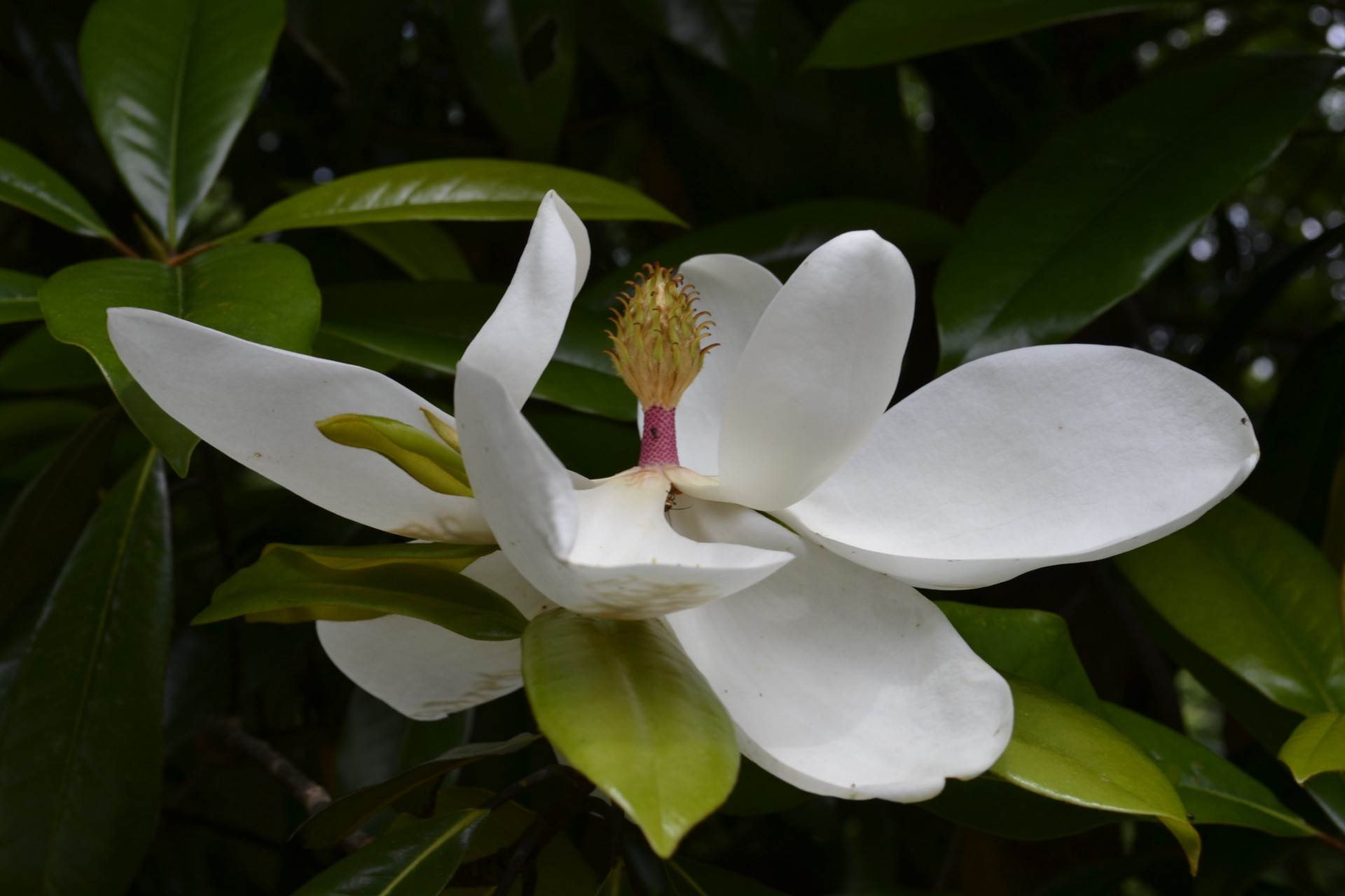 flower magnolia magnolia flower free photo