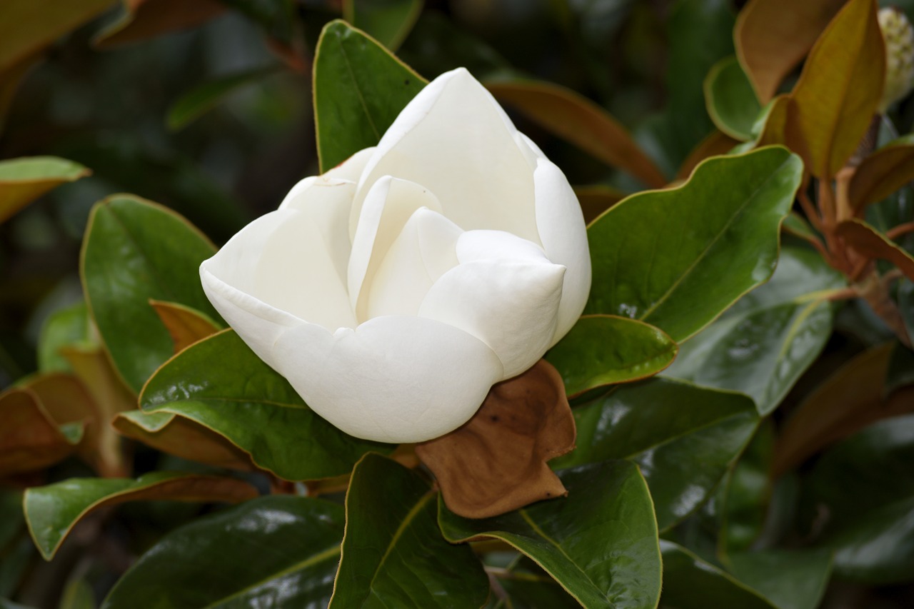 magnolia flower blooming magnolia free photo