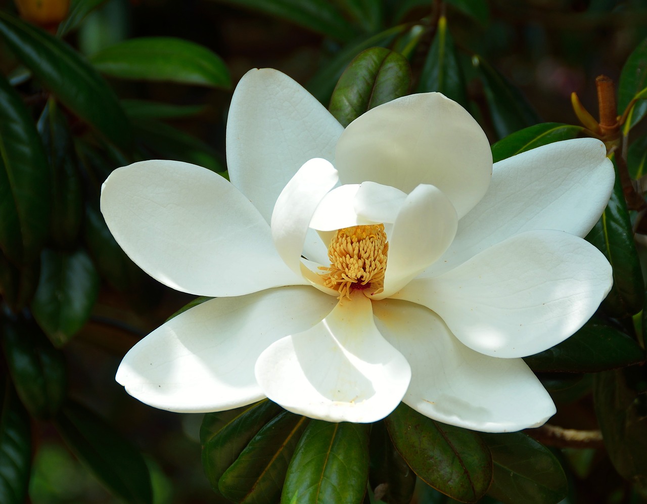 magnolia flower floral plant free photo