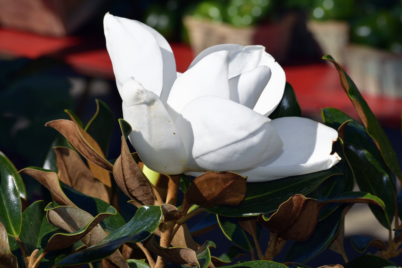 magnolia flower tree plant free photo