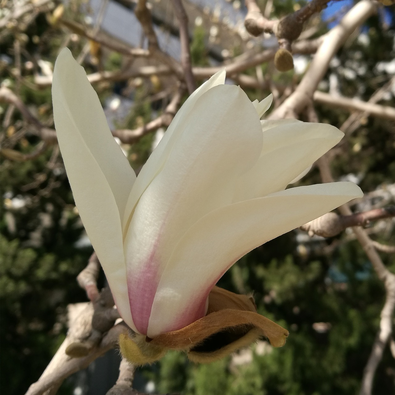 magnolia flower spring bloom free photo