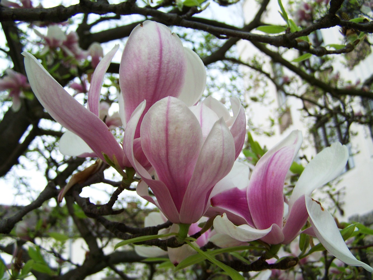 magnolia flower spring plant free photo