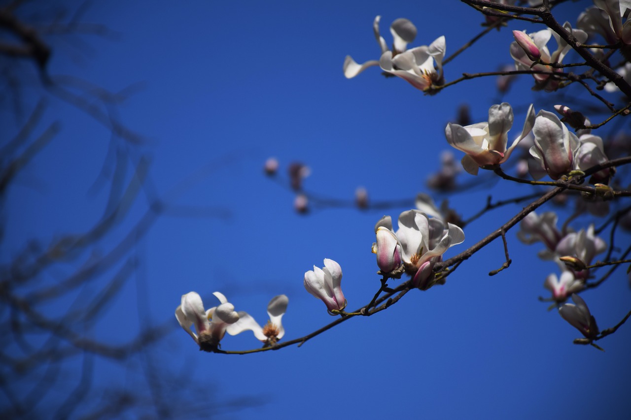 magnolia flower white blue free photo