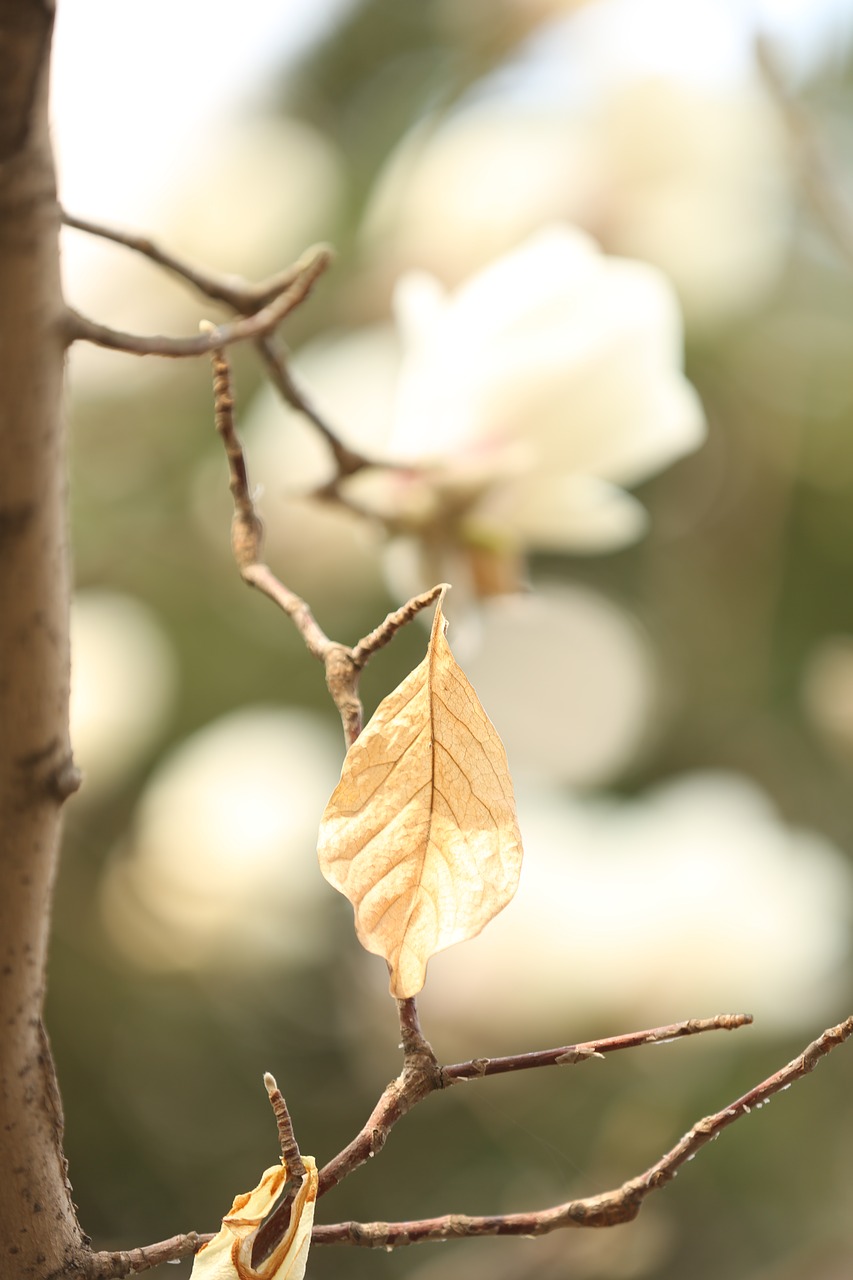 magnolia flower white flower free photo