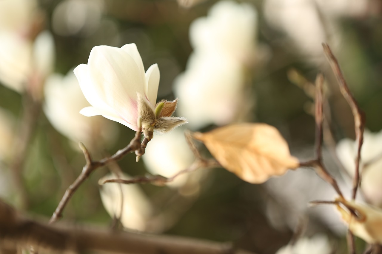 magnolia flower white flower free photo