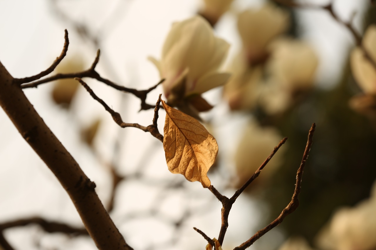 magnolia flower white flower free photo