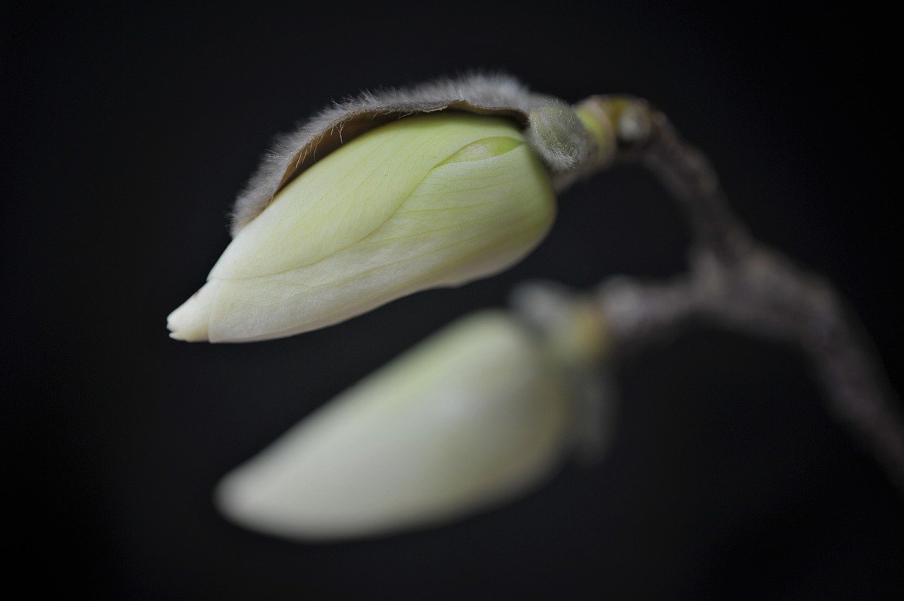 magnolia flower white magnolia magnolia free photo